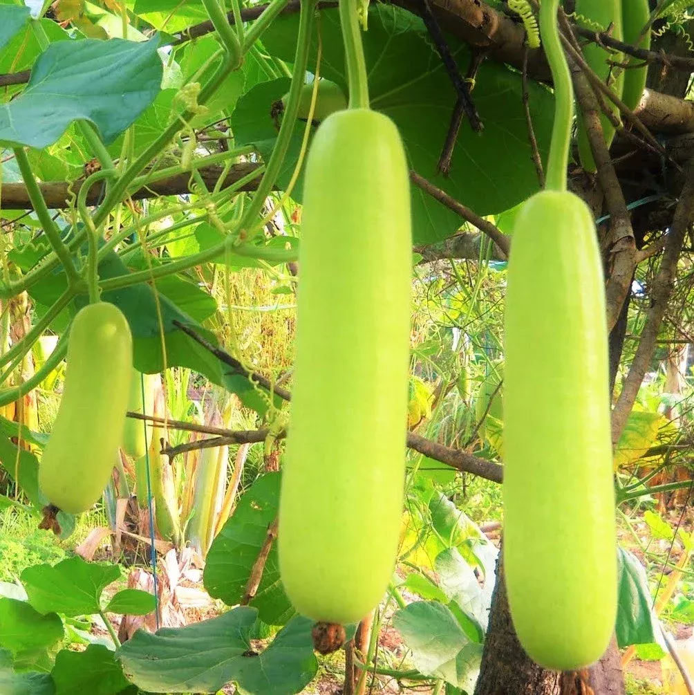 calabash-bottle-gourd Calabash Bottle Gourd