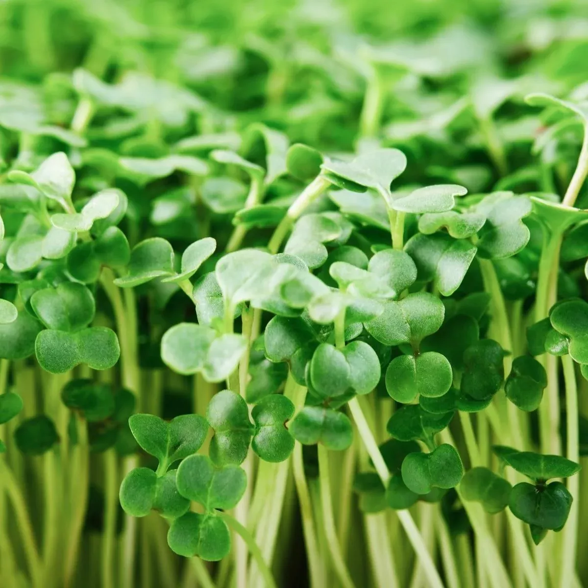 calabrese-sprouting-broccoli-seeds-microgreens Calabrese Sprouting Broccoli Seeds (Microgreens)