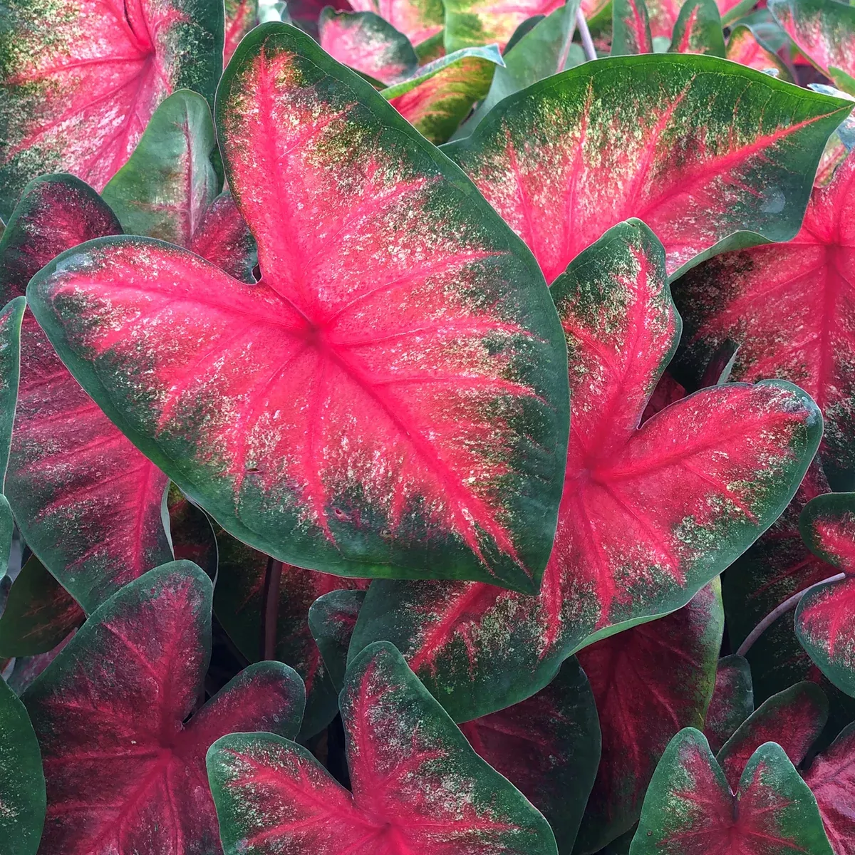 caladium-fancy-leaf-bombshell Caladium - Fancy Leaf Bombshell