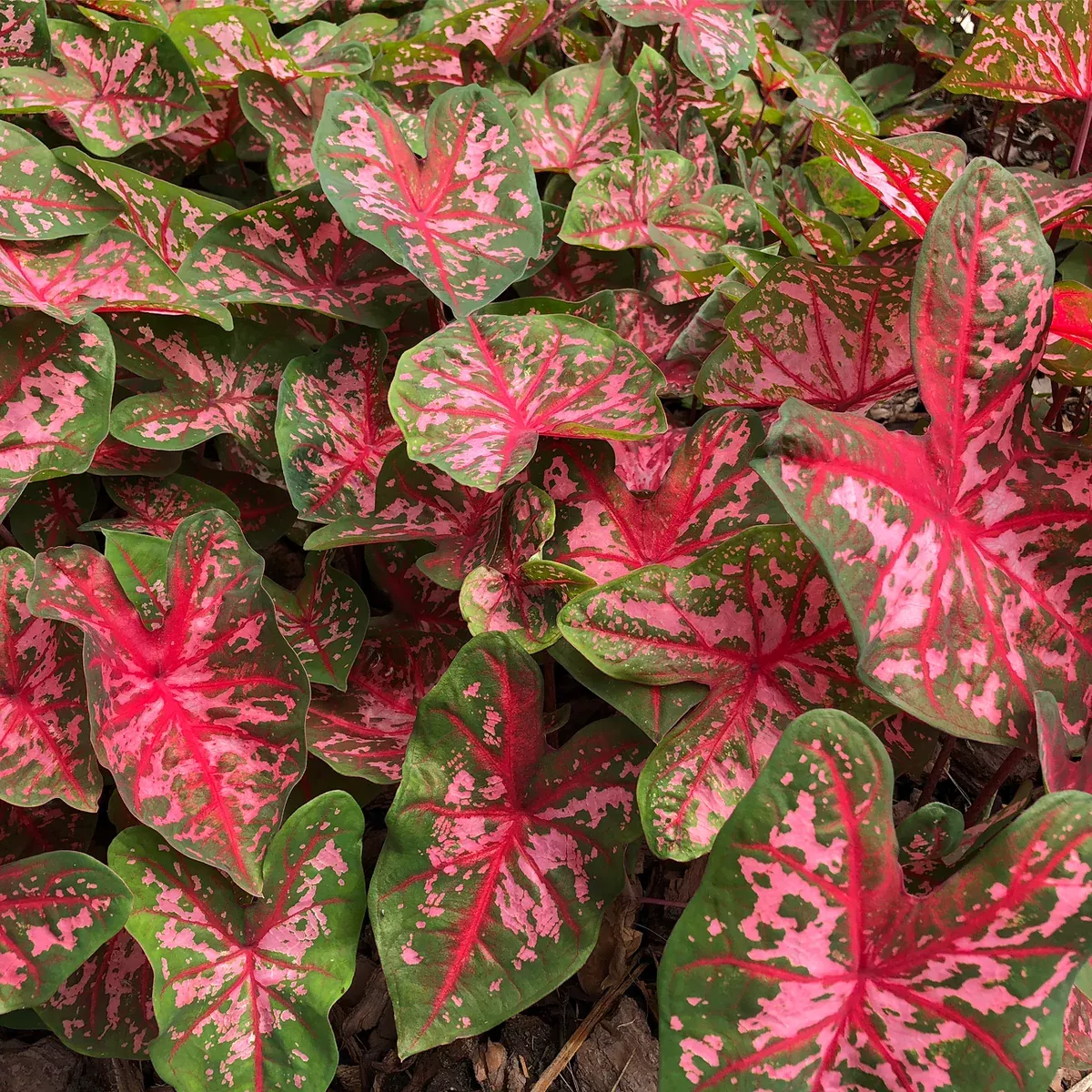 caladium-fancy-leaf-carolyn-whorton Caladium - Fancy Leaf Carolyn Whorton