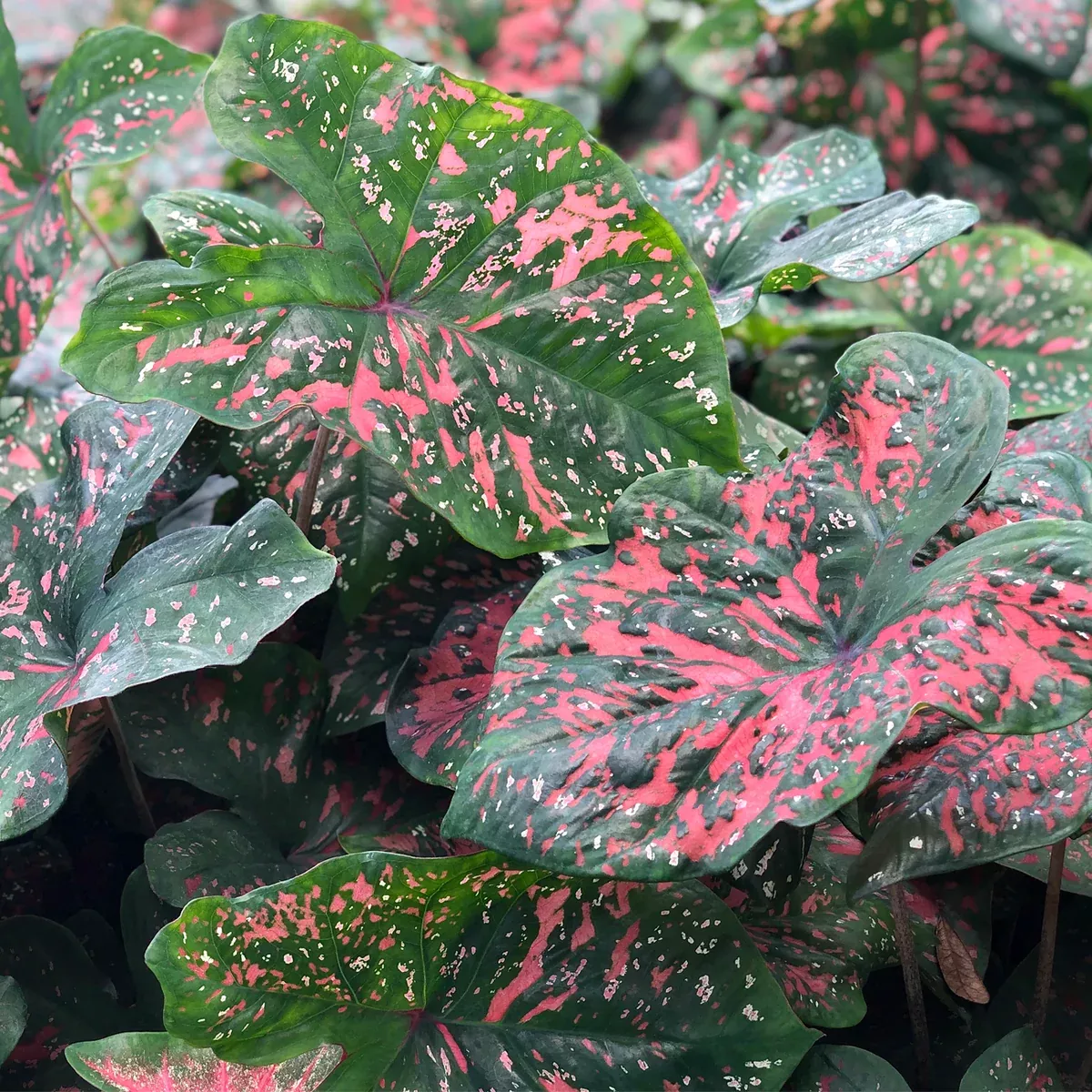 caladium-fancy-leaf-freckles Caladium - Fancy Leaf Freckles