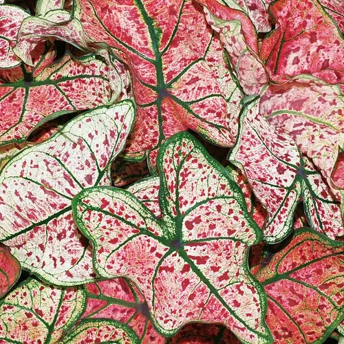 caladium-heart-to-heart Caladium 'Heart to Heart'