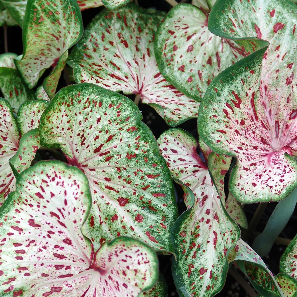 caladium-strap-leaf-gingerland Caladium - Strap Leaf Gingerland