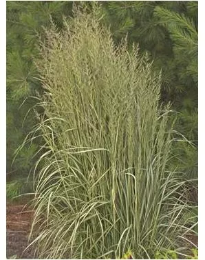calamagrostis-acutiflora-avalanche-reed-grass Calamagrostis acutiflora Avalanche Reed Grass
