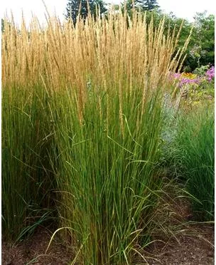 calamagrostis-acutiflora-karl-foerster-reed-grass Calamagrostis acutiflora Karl Foerster Reed Grass