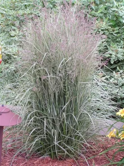 calamagrostis-acutiflora-overdam-reed-grass Calamagrostis acutiflora Overdam Reed Grass