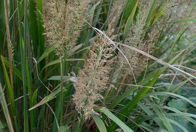 Calamagrostis brachytricha Reed Grass