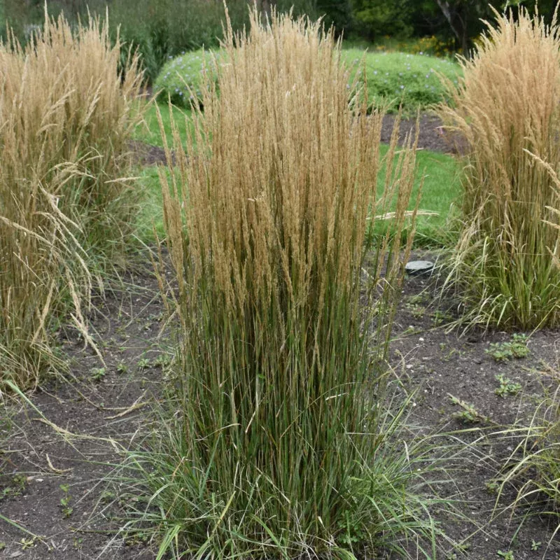 Calamagrostis 'Hello Spring'