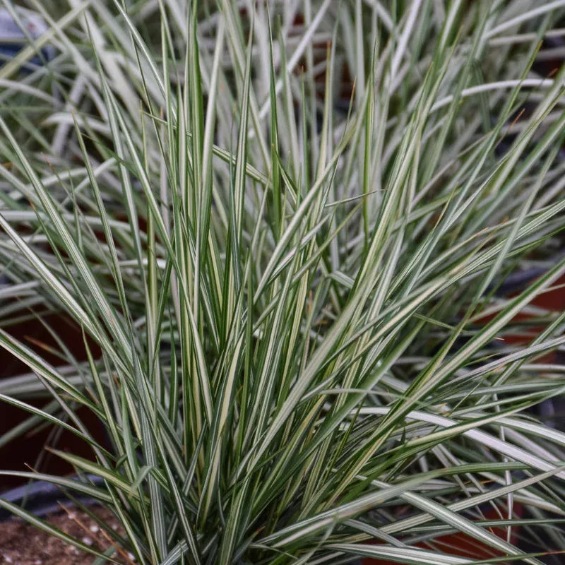 Calamagrostis 'Lightning Strike'