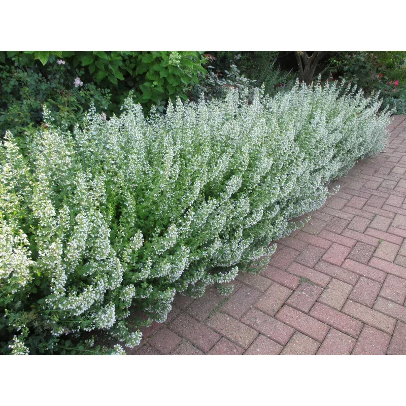Calamintha 'White Cloud'