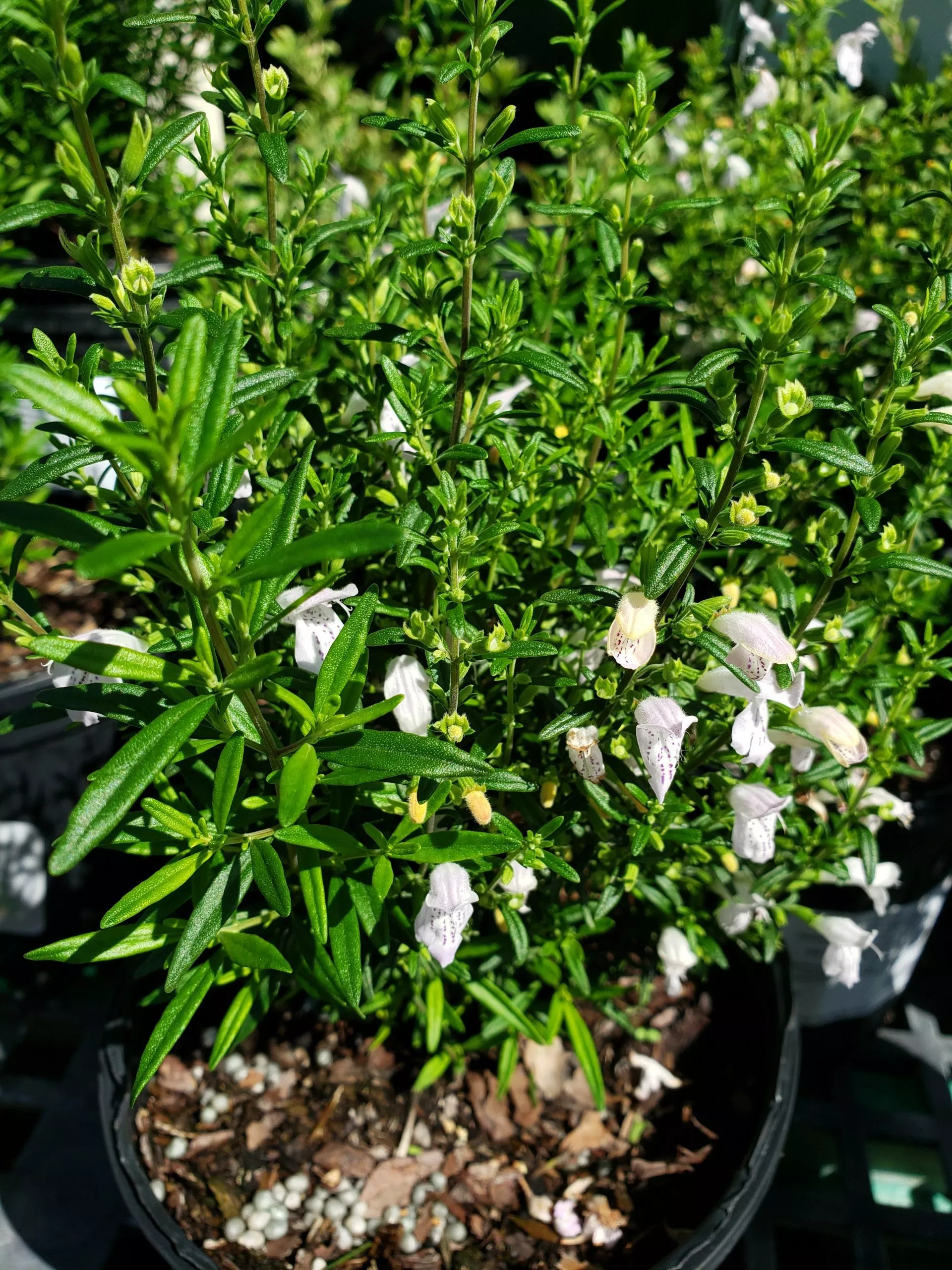 calamintha Calamintha