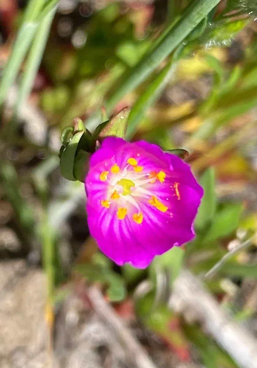calandrinia-menziesii-red-maids Calandrinia menziesii Red Maids