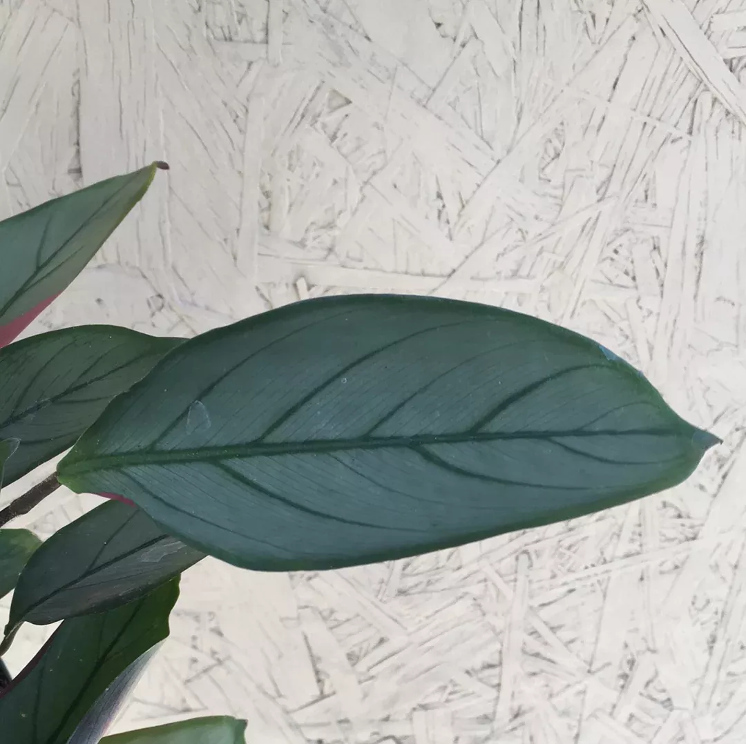 calathea-grey-star Calathea Grey Star