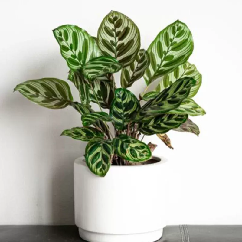 calathea-makoyana-peacock-plant Calathea makoyana - 'Peacock Plant'