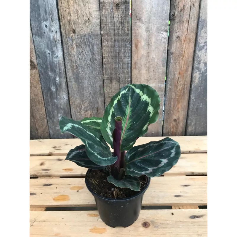 calathea-medallion Calathea 'Medallion'