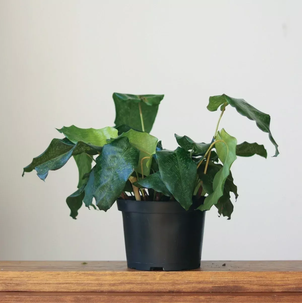 calathea-musaica-network Calathea musaica ‘Network’