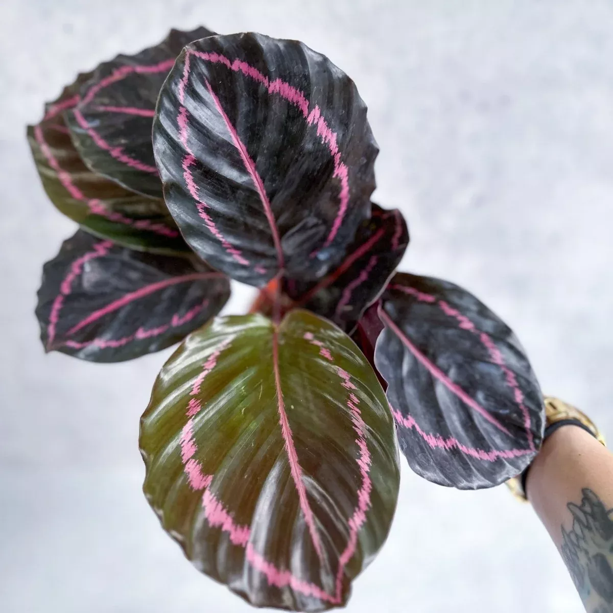 calathea-roseopicta-dottie-drama-queen Calathea Roseopicta 'Dottie' - Drama Queen