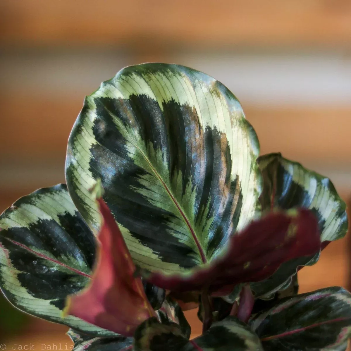 calathea-roseopicta-medallion Calathea Roseopicta 'Medallion’