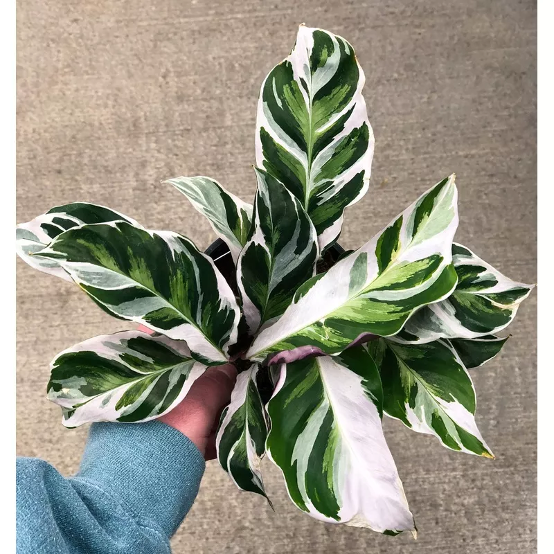calathea-white-fusion Calathea, White Fusion