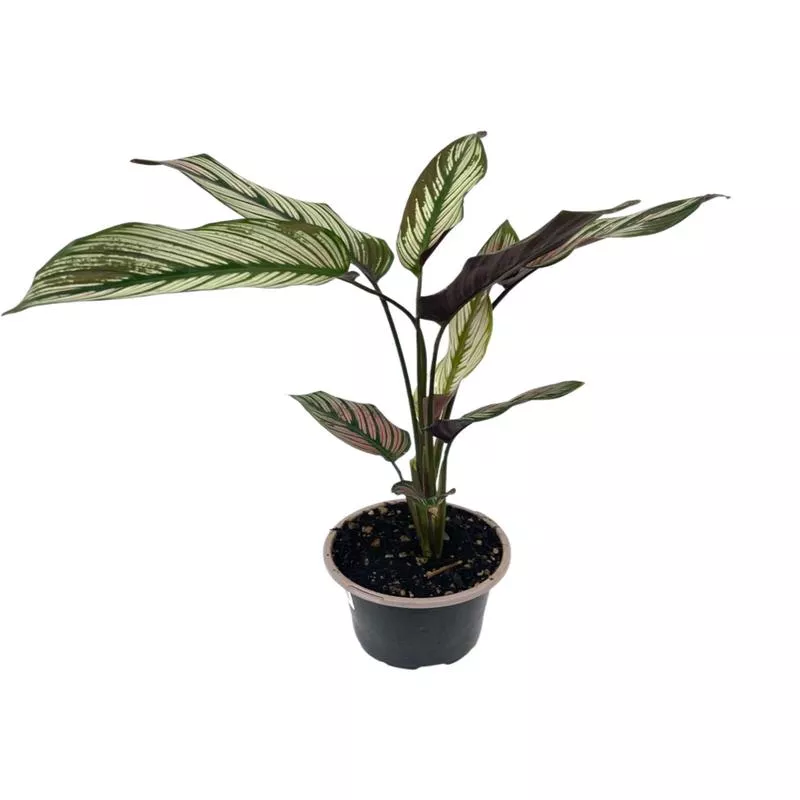 calathea-white-star Calathea 'White Star'