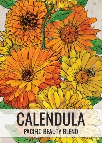 calendula-pacific-beauty-mixture-calendula-officinalis Calendula, Pacific Beauty Mixture (Calendula officinalis)