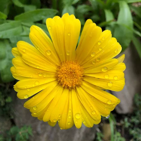 Calendula, Resina
