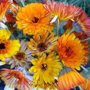 Calendula: Solar Flashback