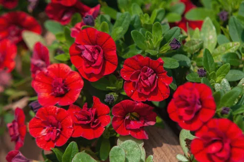 calibrachoa-caloha-double-dark-red Calibrachoa (Caloha Double dark Red)