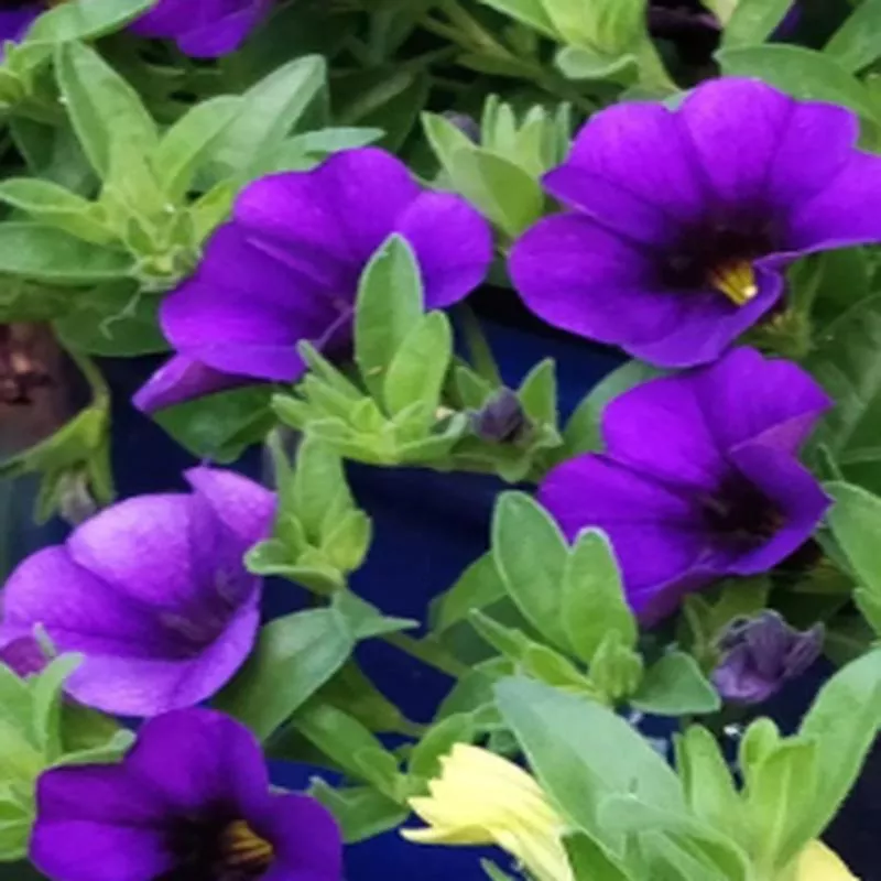 calibrachoa-hybrid-calitastic-violaceous Calibrachoa hybrid 'Calitastic Violaceous'