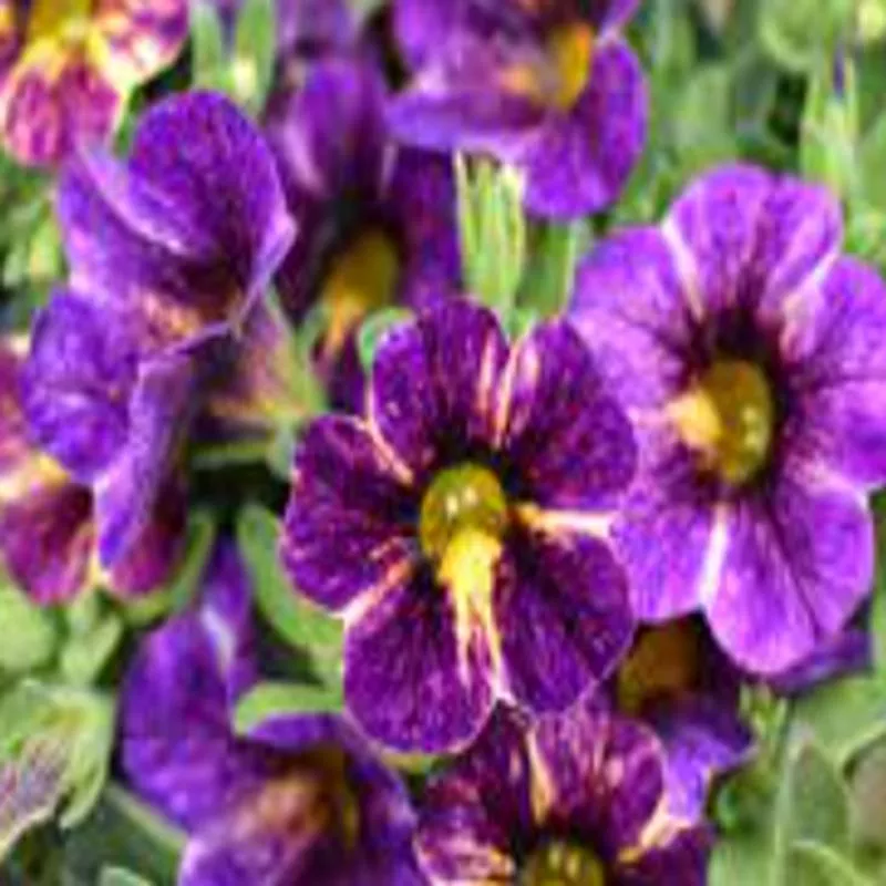 calibrachoa-hybrid-chameleon-blackberry-pie Calibrachoa hybrid Chameleon 'Blackberry Pie'