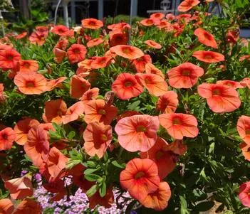 calibrachoa-lia-melon Calibrachoa (Lia Melon)