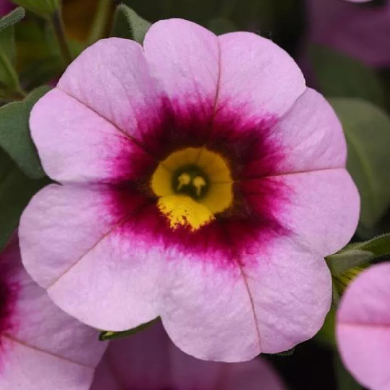 calibrachoa-minifamous-neo-light-pink-eye Calibrachoa 'MiniFamous Neo Light Pink + Eye'