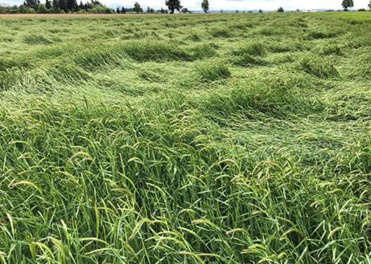 california-barley California Barley