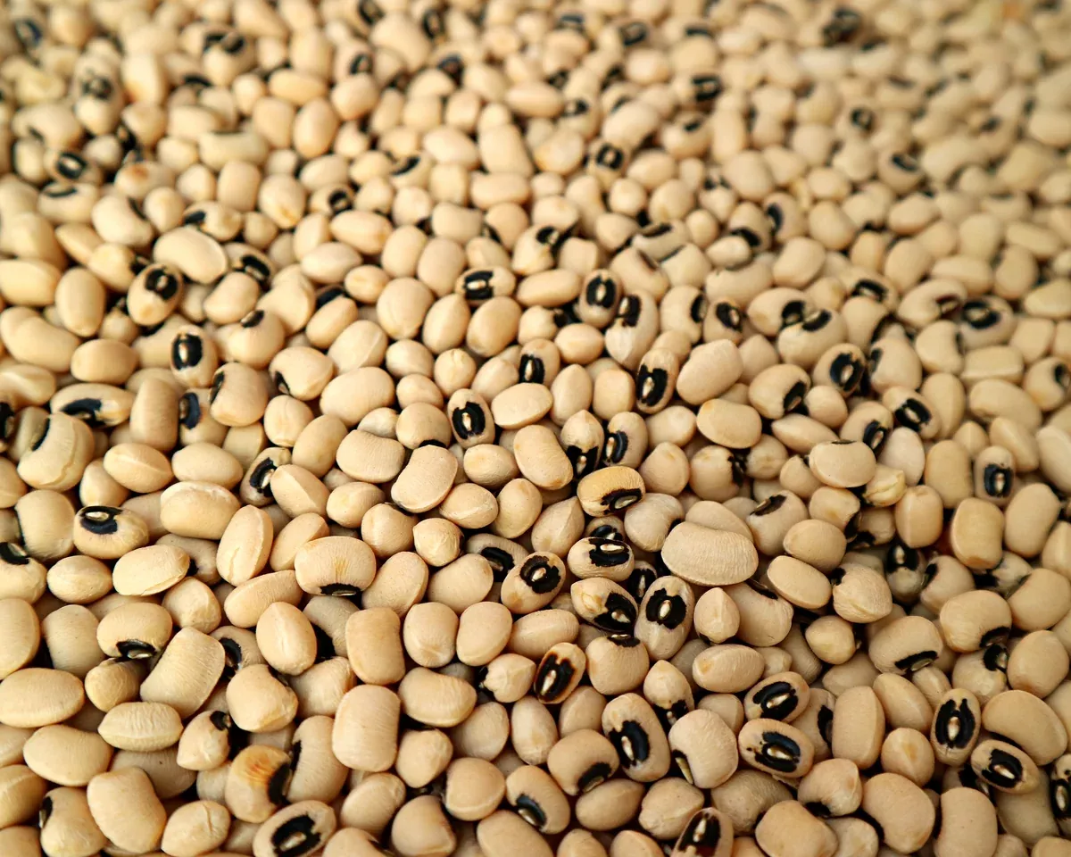 California Blackeye No. 5 Bean Seeds
