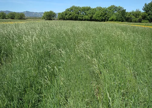 California Brome Grass 'Cucamonga'
