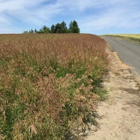 california-bromegrass California Bromegrass