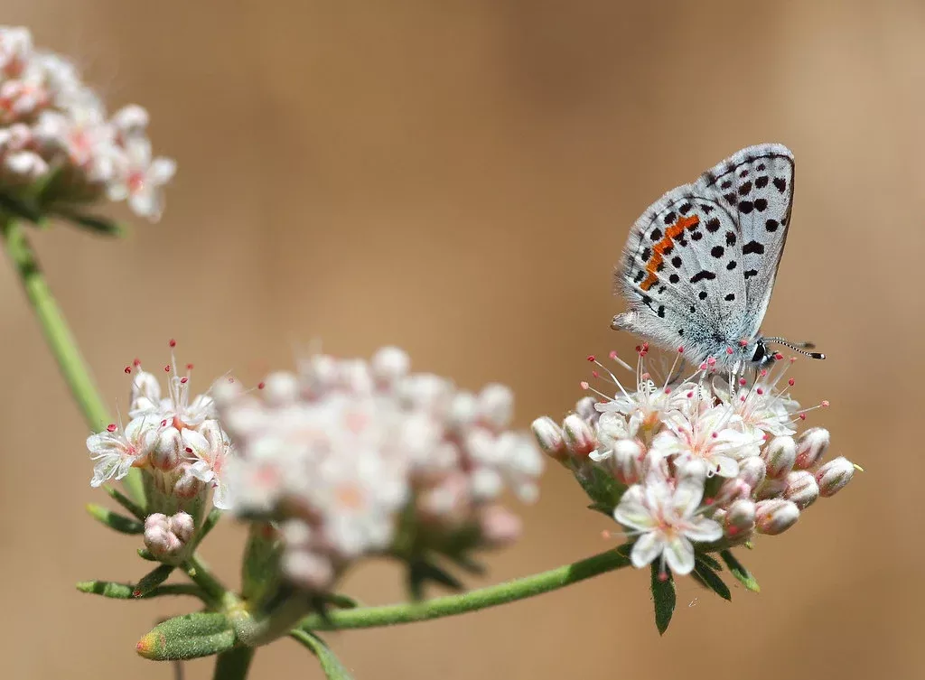 California Buckwheat