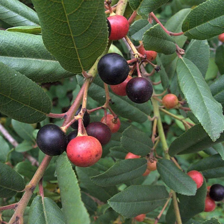 california-coffeeberry California Coffeeberry