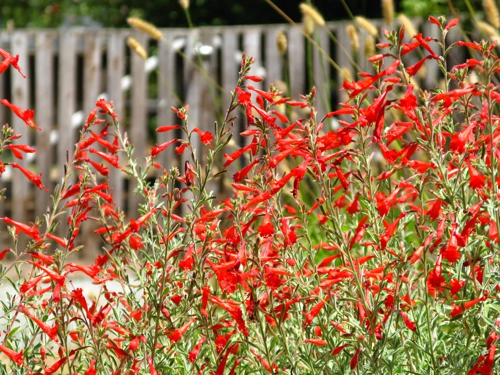 california-fuchsia California Fuchsia