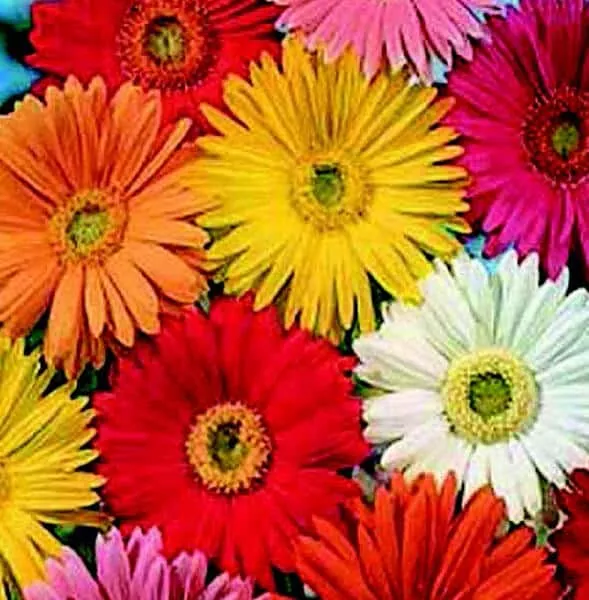 california-giants-mix-gerbera-daisy-seeds California Giants Mix Gerbera Daisy Seeds