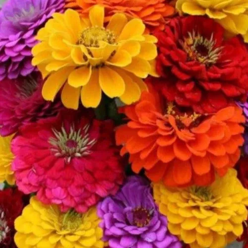 california-giants-mix-zinnia California Giants Mix Zinnia