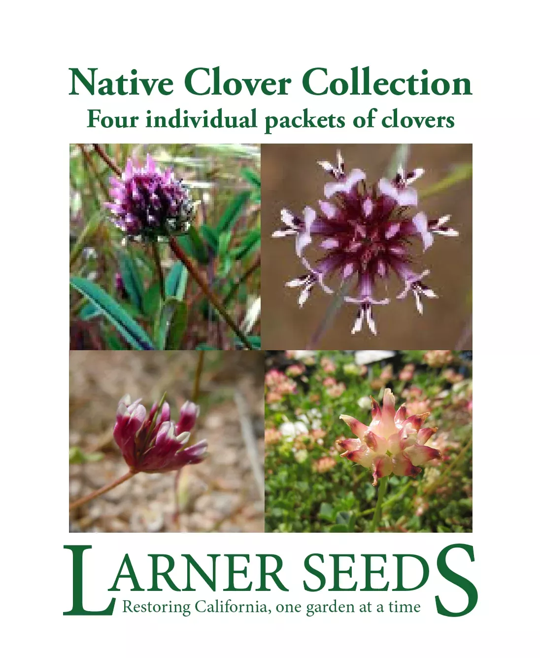 california-native-clover-collection California Native Clover Collection