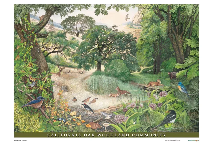 California Oak Woodland Community Poster