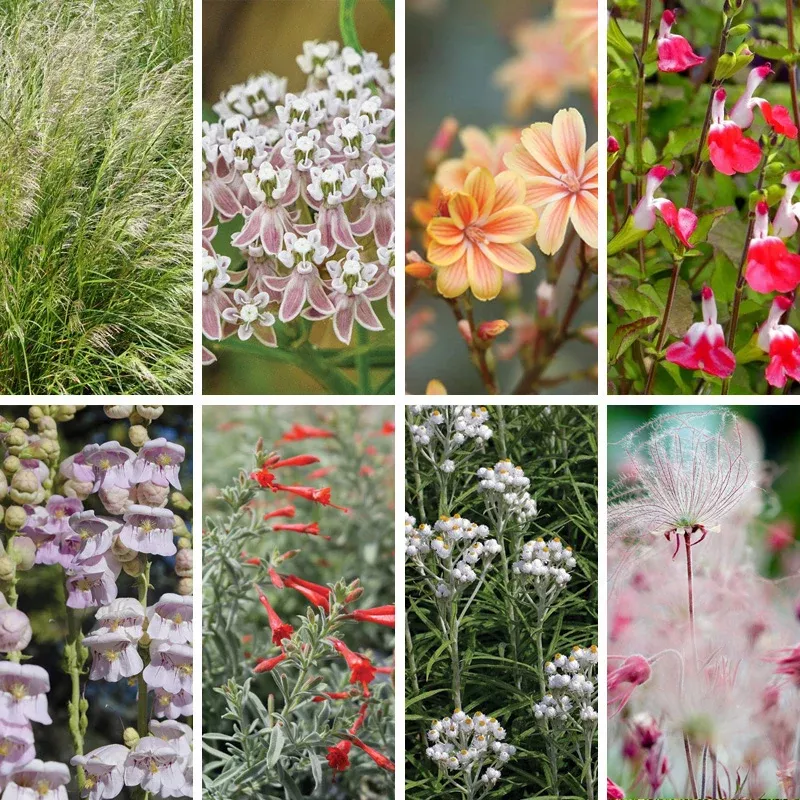 california-perennial-collection California Perennial Collection