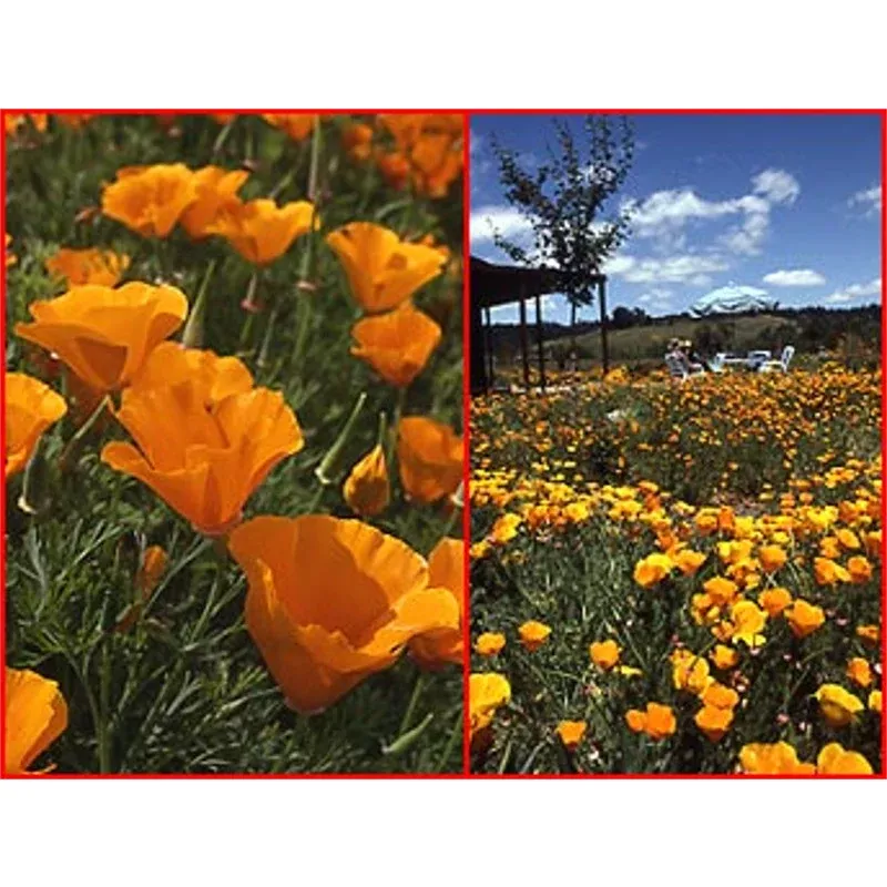 california-poppiessale California PoppiesSale