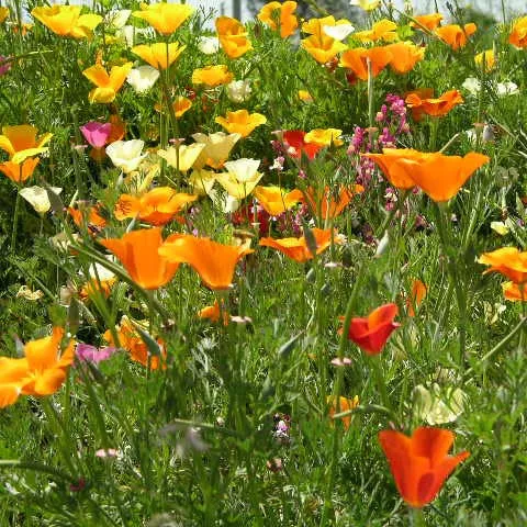 california-poppy-mission-bells-mixed California Poppy, "Mission Bells" Mixed