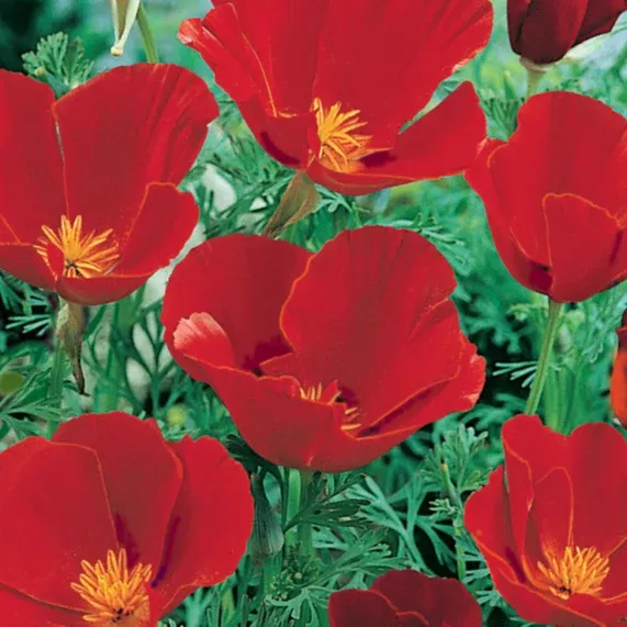 california-poppy-red California Poppy, Red