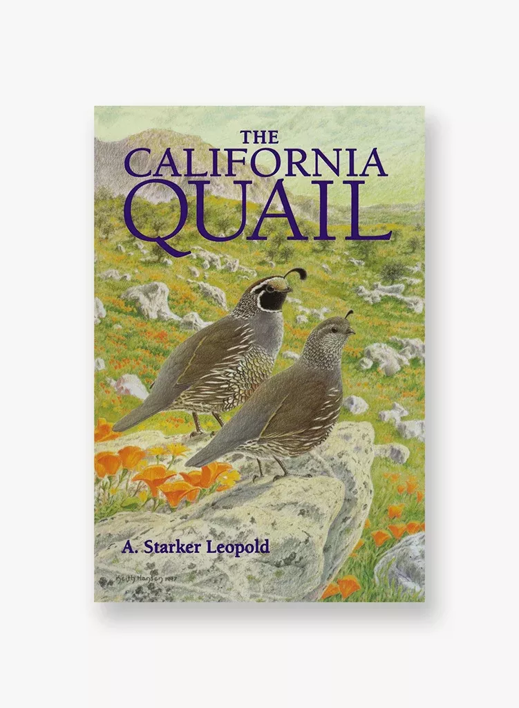 The California Quail