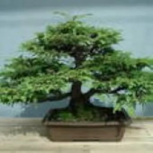 california-redwood-bonsai-tree-seeds California Redwood Bonsai Tree Seeds