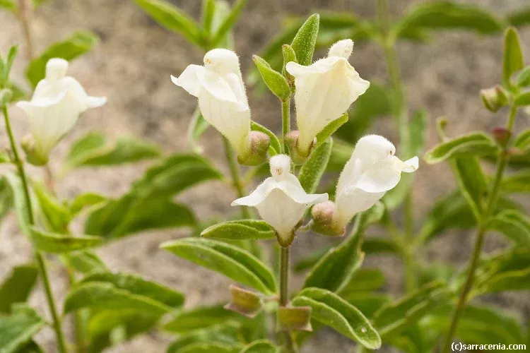 california-skullcap California Skullcap